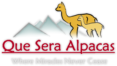 Que Sera Alpacas - an alpaca farm in Santa Fe, New Mexico